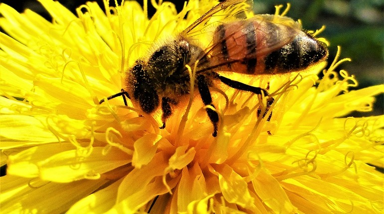 В Німеччині дозволили тримати вулики в містах і запровадили штрафи за вбивство бджоли